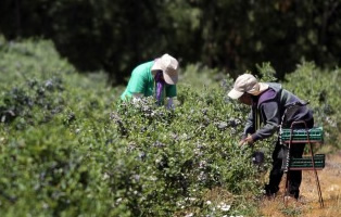 ACHS entrega recomendaciones para los trabajadores ante la presencia de casos de virus hanta