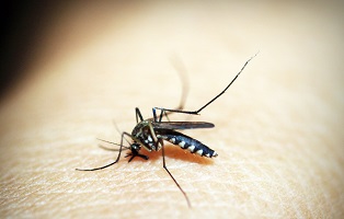 ¿qué hacer si nos enfermamos por la picadura o mordedura de un animal?