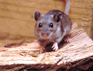 Si vas a acampar, cuídate del virus hanta