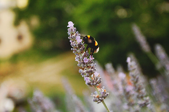 ¿sabes qué es la rinitis alérgica estacional?