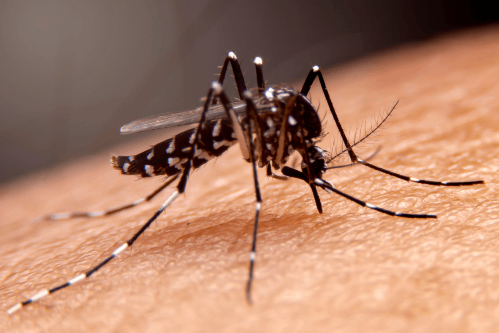 Qué es el dengue y cómo se transmite